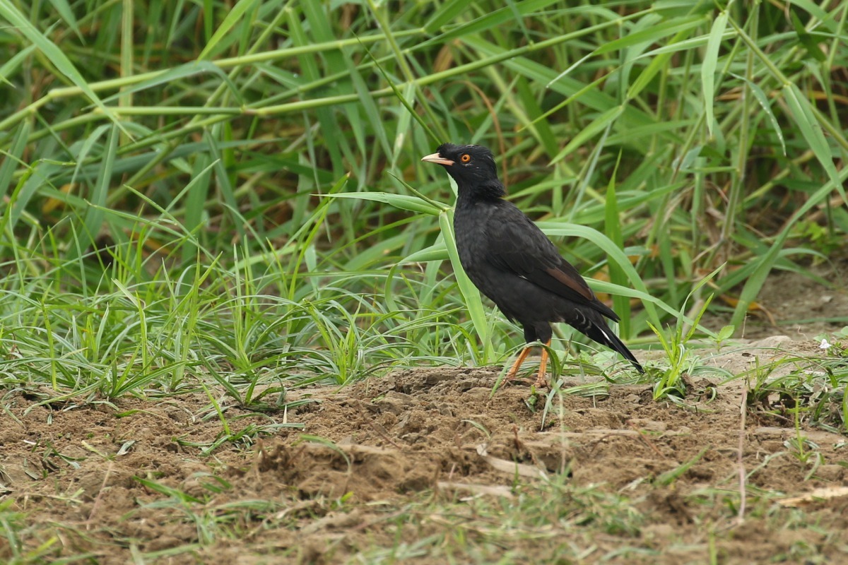 新北市府高管處邀請民眾共同參與淡水河系鳥類同歩調查,為淡水河流域鳥類生態調查的注入新的活水(圖為八哥)。新北市水利局提供