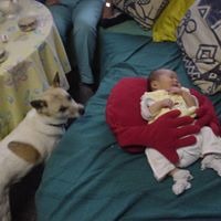 毛小孩的生命長度,可以如小孩在家中長大的年紀一樣長,我們必須有像帶自己小孩的心理準備來養毛小孩。劉威良/提供