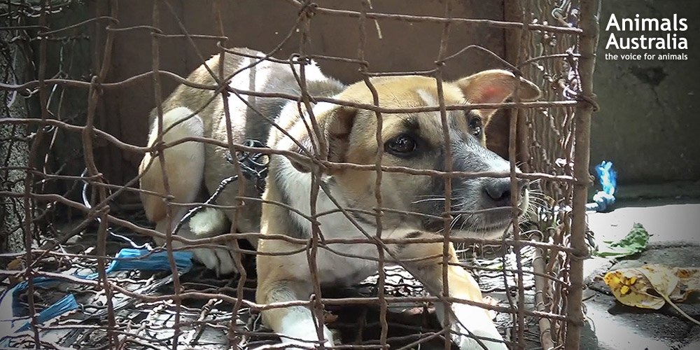 被捕抓的狗狗害怕地目睹狗狗同伴被宰殺來做人類的食物。取自: Animals Australia
