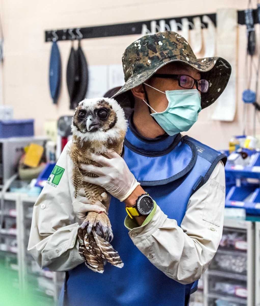 保育員穿上防護衣陪伴「雪寶」照x光。台北市立動物園/提供