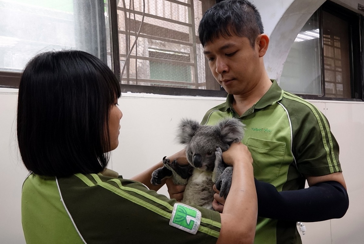 保育員正在為「Grace」進行親近訓練。台北市立動物園/提供