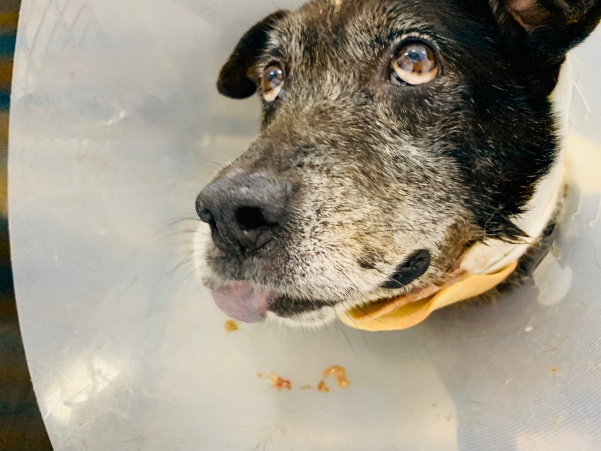 下顎皮膚壞死潰瘍腫大。APA/提供