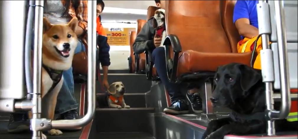 北市消防局搜救犬EVA(右一)和狗狗們一起搭乘669路「臺北市週末假日友善狗狗公車」。台北市政府/提供