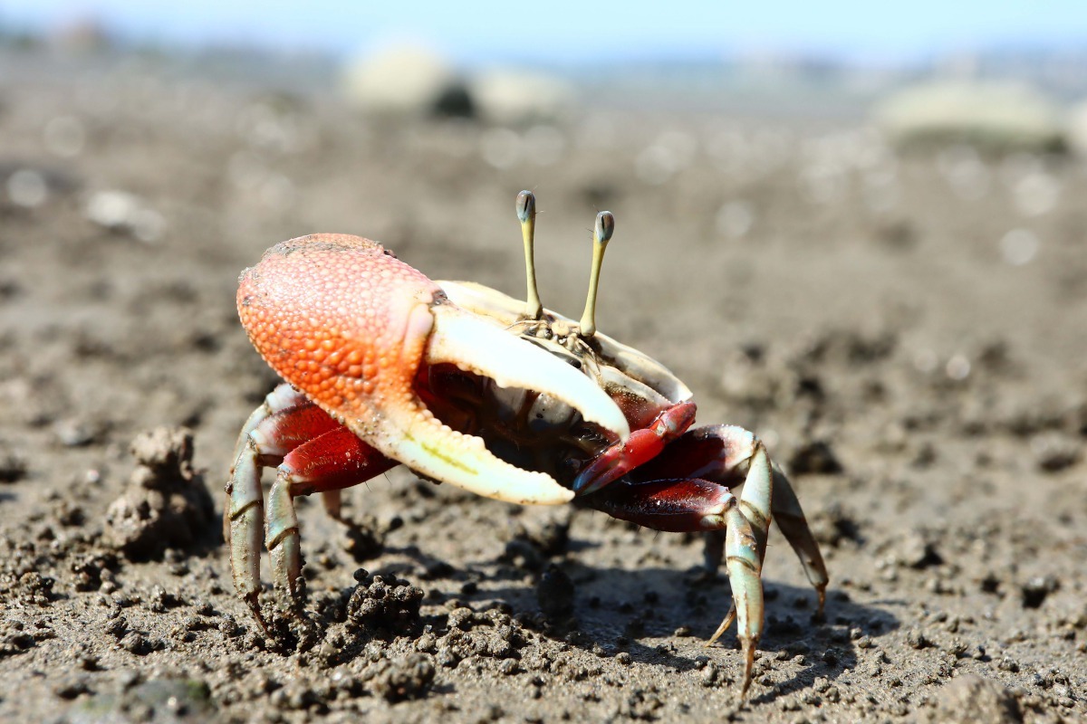 有著強壯手臂(大蟹)的招潮蟹。臺北市工務局水利處/提供
