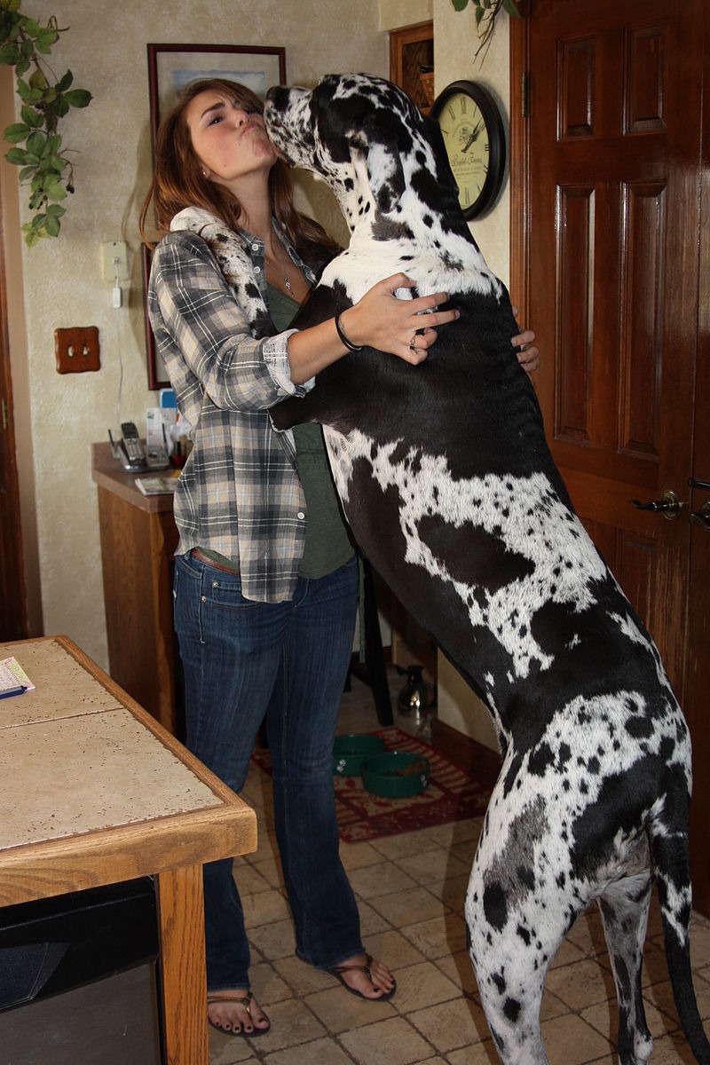 飼養中大型毛孩在公寓裡並非不可能,只要注意幾個事項,還是可以確保主人和寵物都能擁有舒適的生活品質。來源: Orvis