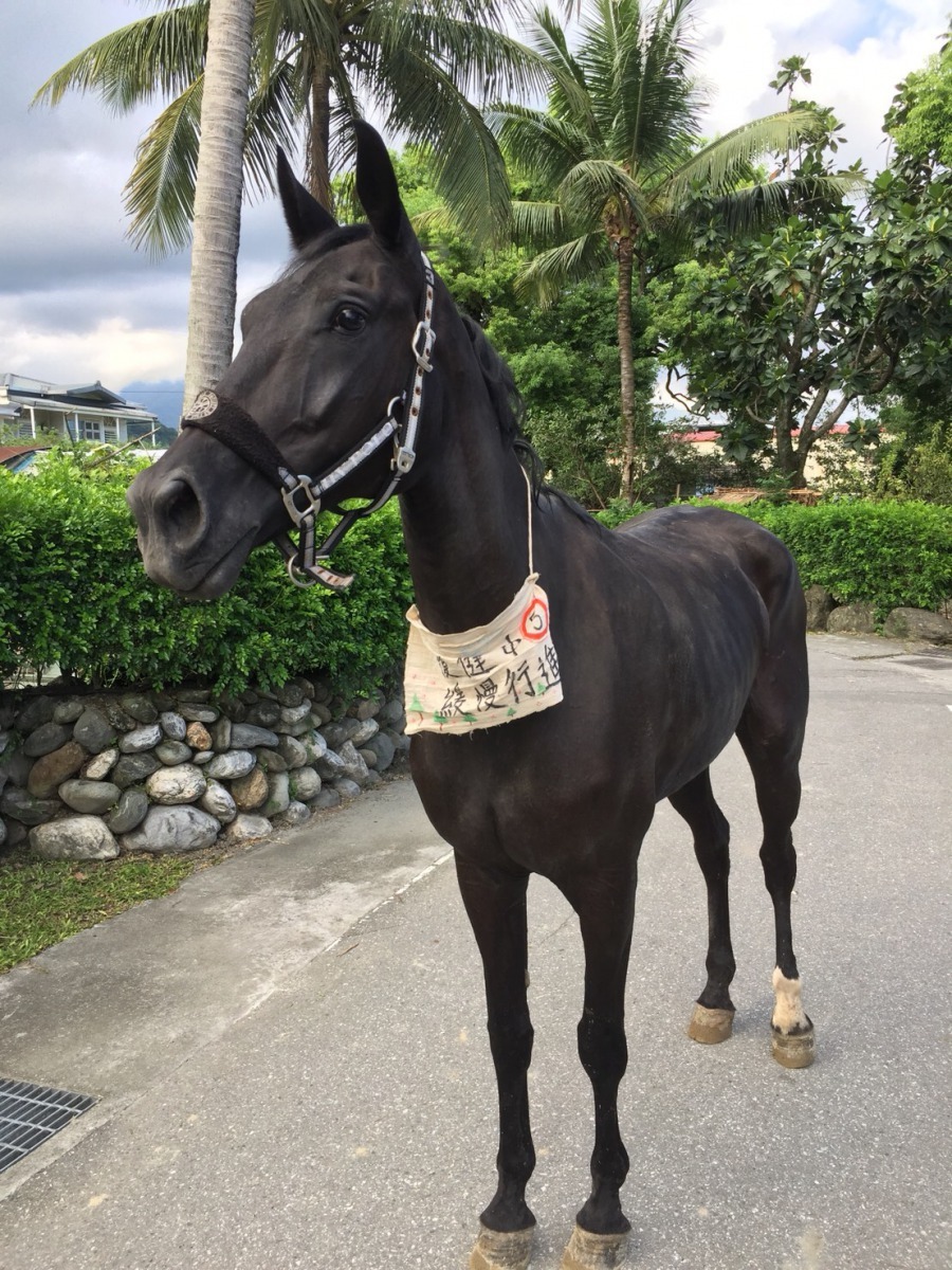 正在復健中的「黑妹」在社區散步。台灣兒童發展協會馬匹輔助教育中心/提供