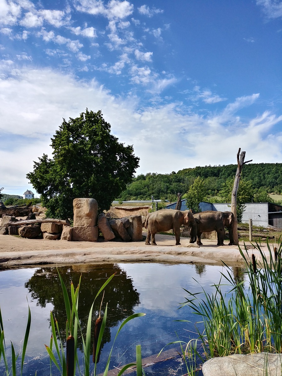 布拉格動物園(Prague Zoo)裡開放式的大象園區。李育璇/提供