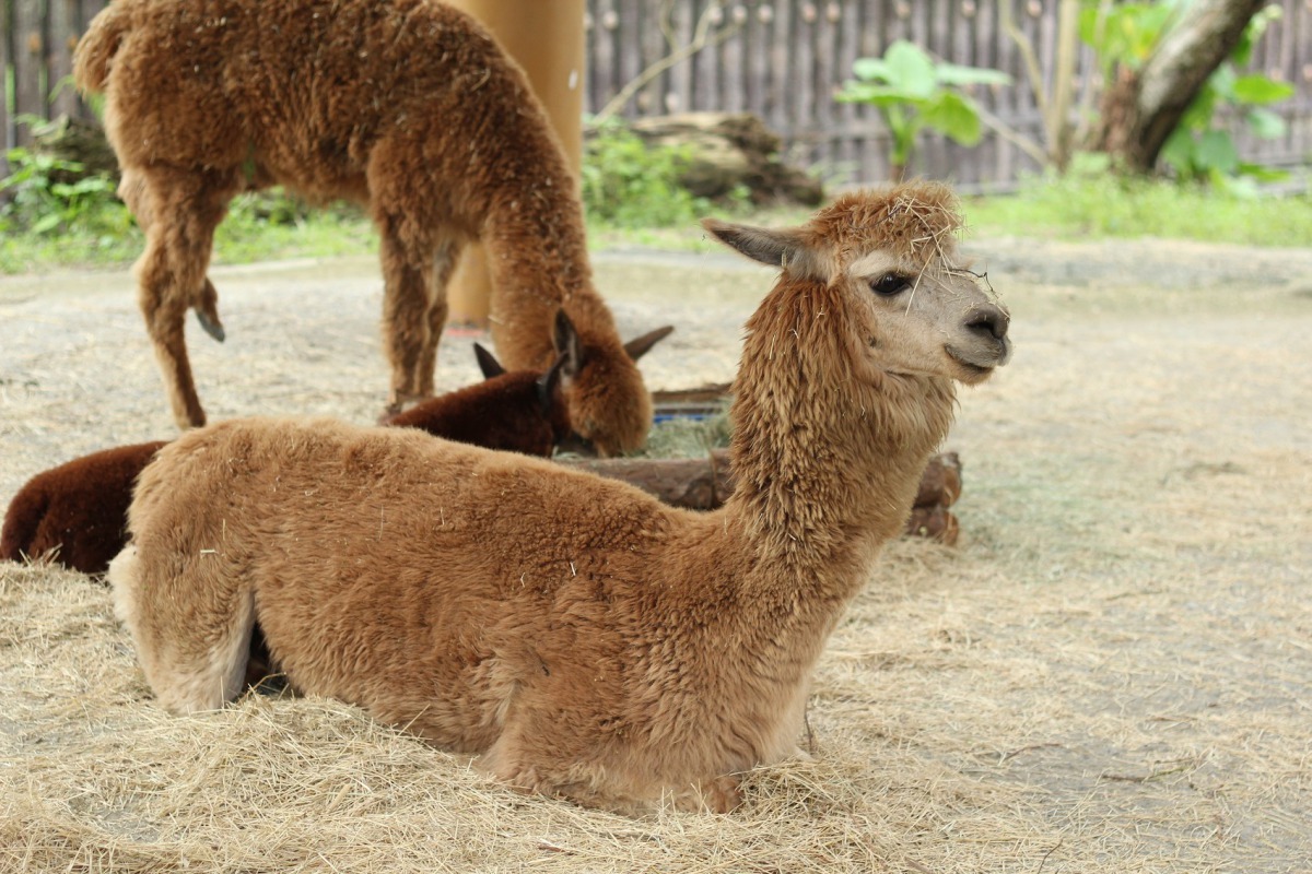 不論時令怎麼變換,羊駝身上的毛只會不斷長長。台北市立動物園/提供