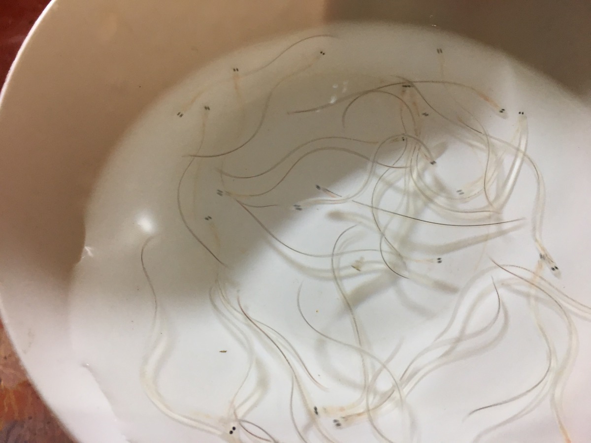 捕鰻業者以碗瓢清數鰻苗數量。新北市政府/提供