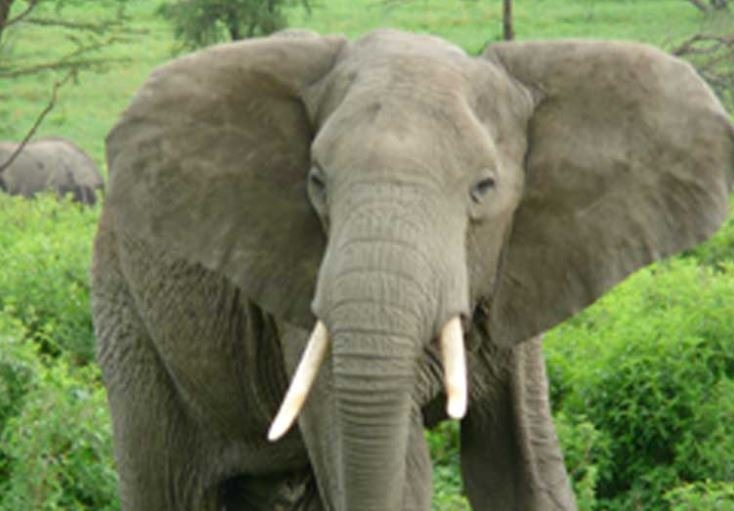 美國總統川普在2018預算案中，提出大砍國家對外協助之預算，草案一旦通過，野外動物保育的相關預算也將無法倖免波及。來源:Mongabay