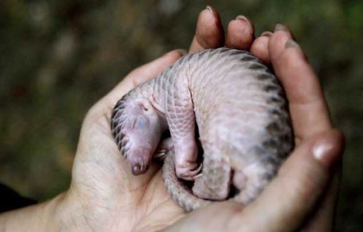 因人類對象牙的需求，每年有將近3萬頭的非洲象被獵殺- 約是非洲象總數量的百分之八。一旦預算被砍，重大的反盜獵專案，像是社區教育、生態環境保護、和野生動物管理，都將會從原本就不重視野生保護的貧窮國家中消失。來源:Mongabay