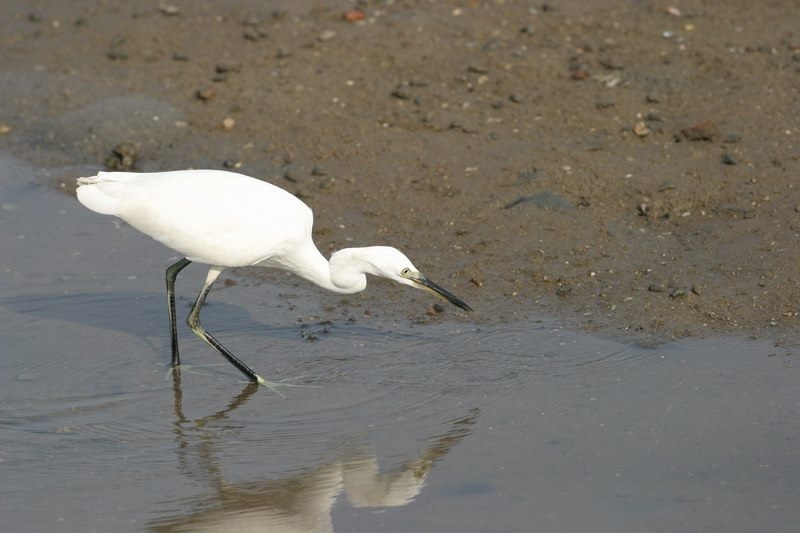 小白鷺。臺北市工務局水利處/提供
