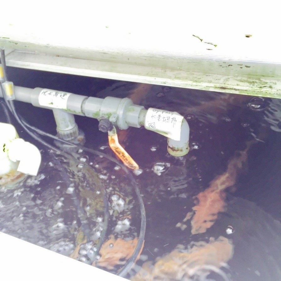 魚箱區雖然大部分不透光以防藻類滋長,但仍可以在餵食時感受到田園樂趣。臺北市公園處/提供