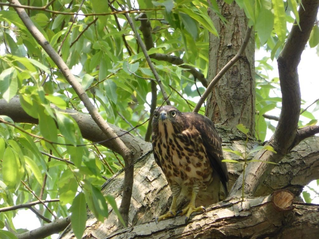 鳳頭蒼鷹。臺北市公園處/提供