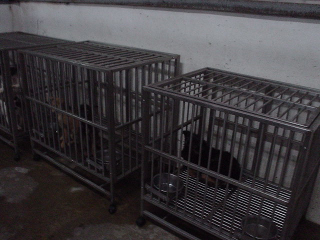 狗的哀鳴與囚禁籠中狗的暴躁狂吠，這些就是痛苦的表現。劉威良/提供