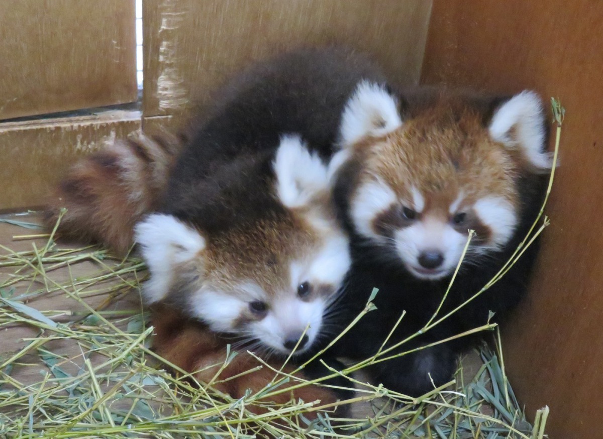 猜猜看！誰是男生誰是女生？台北市立動物園/提供