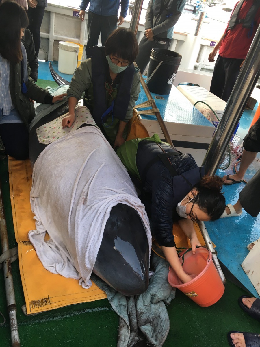 救援志工細心照顧安靜躺在漁船上準備野放的「關關」。北市關渡國小/提供