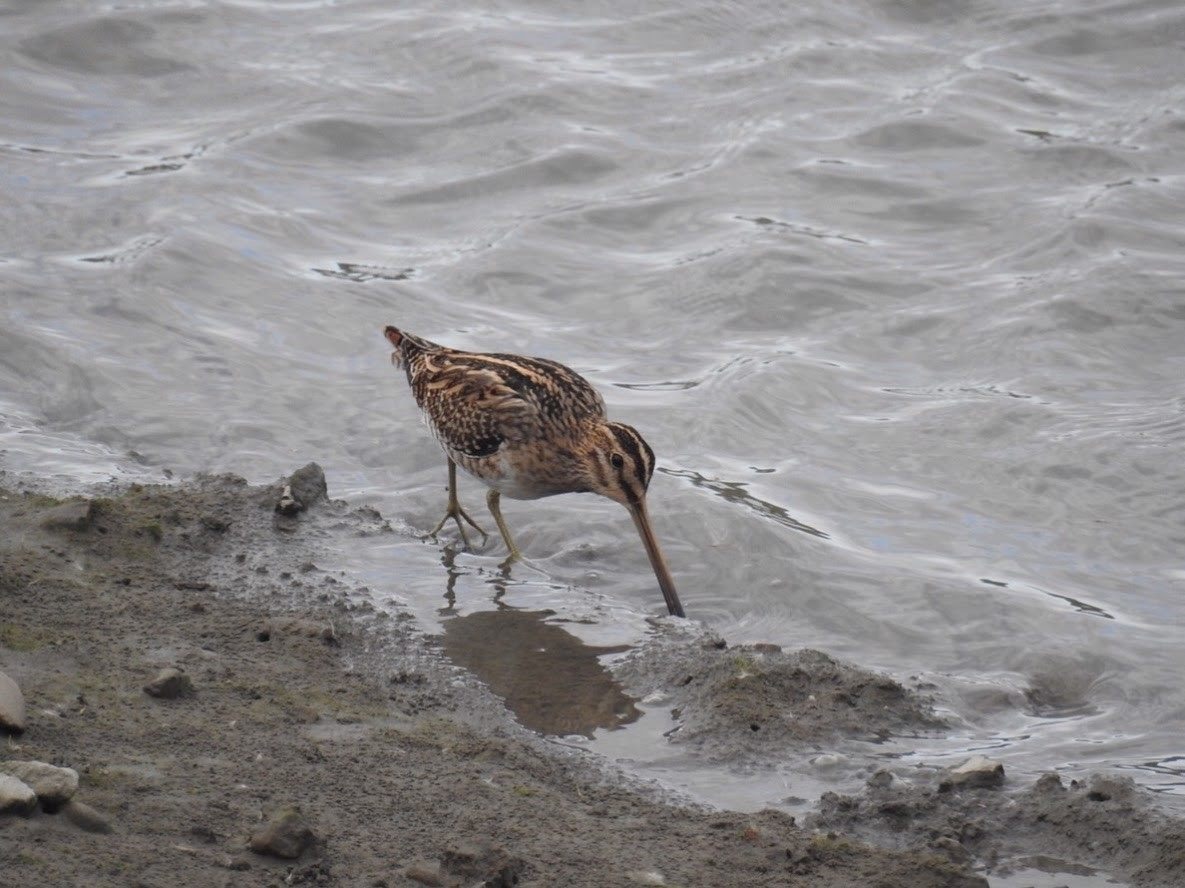 8.3公頃社子島濕地，每年可穩定觀察到田鷸。北市水利處/提供