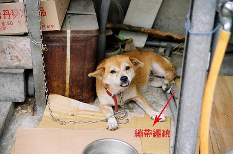 台灣的動保法規因為缺乏基本的尊重理念，所以無法深植人心，常常會讓台灣民眾覺得是干擾生活自由。劉威良/提供