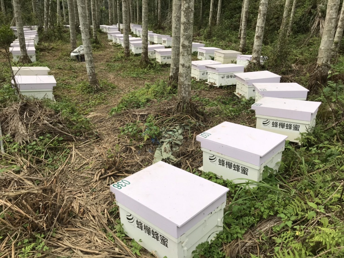 陳冠樺的蜂箱。新北市政府/提供