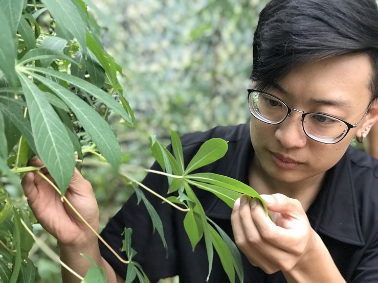 沈仲為觀察作物葉片診斷病因。新北市農業局/提供