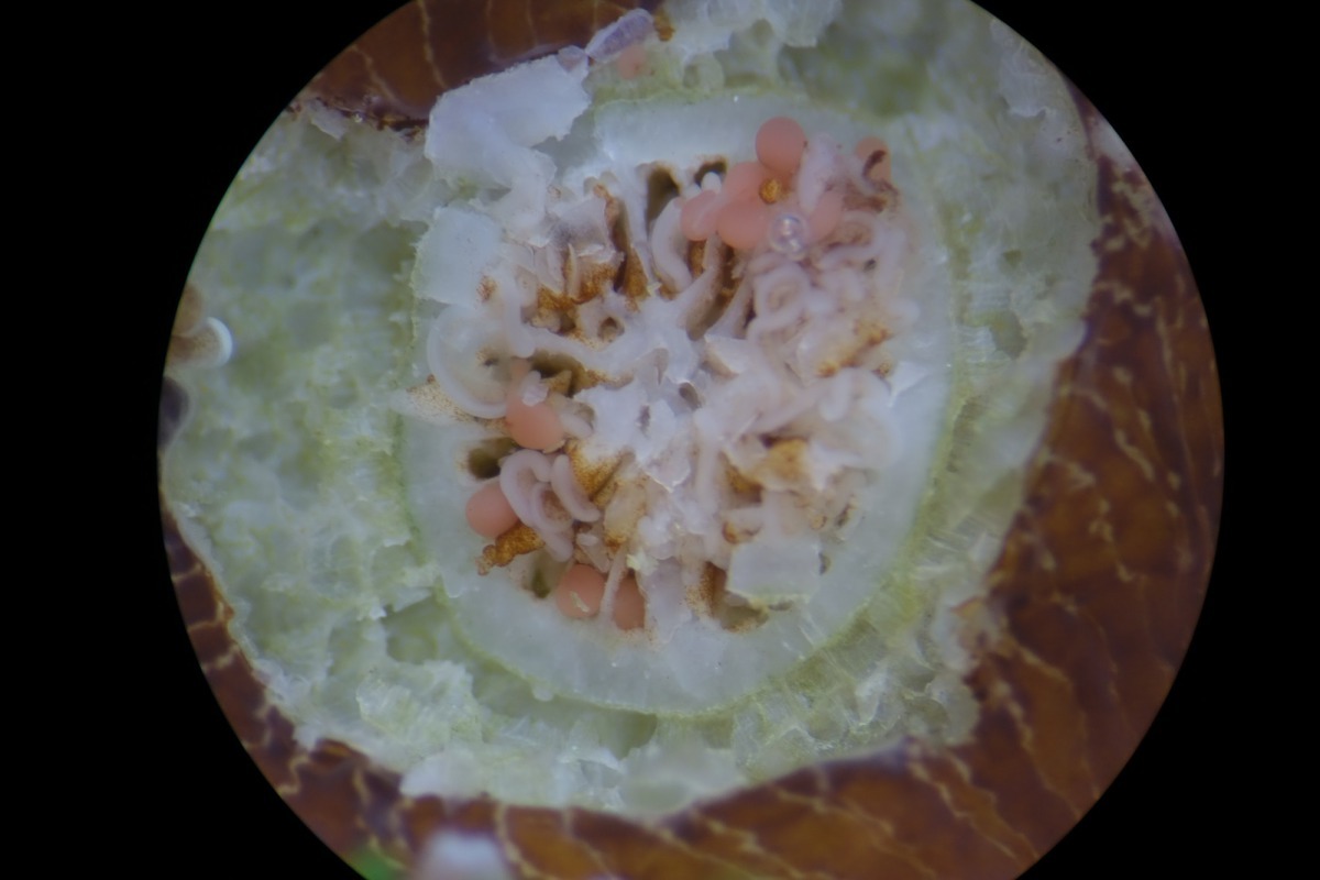 成熟的珊瑚生殖腺，一顆顆的卵準備從珊瑚媽媽體內出來。新北市政府/提供