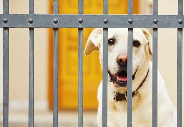 儘管陸續出現動物會感染新冠肺炎的訊息，世界動物衛生組織OIE認定，沒有證據顯示病毒會由人類以外的動物進行傳播，因此不主張對寵物進行強制隔離和檢疫。 取自/ PETMD