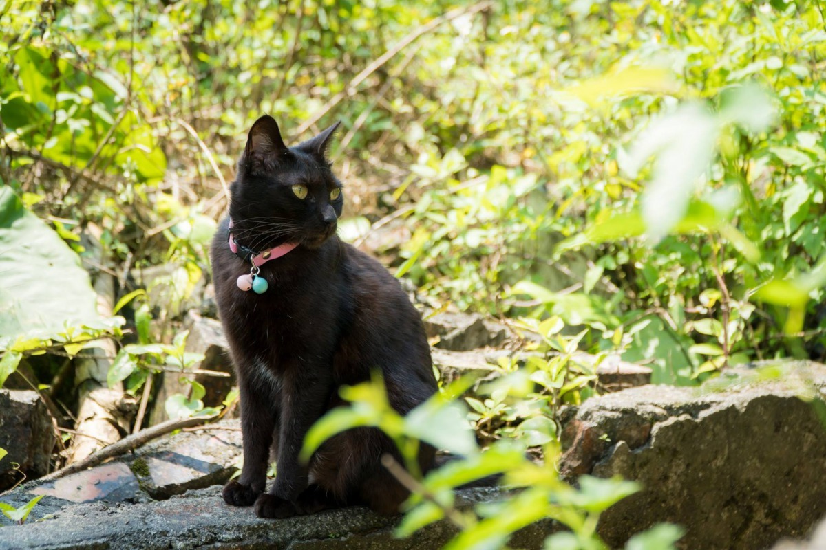 曾被美國CNN選為「世界六大賞貓景點」的猴硐貓，和貓咪來場約會。劉凱/翻攝