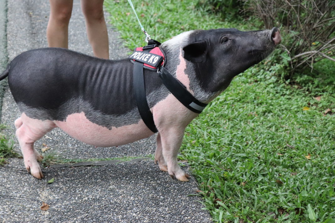 豬其實聰明又愛乾淨。 李娉婷/攝