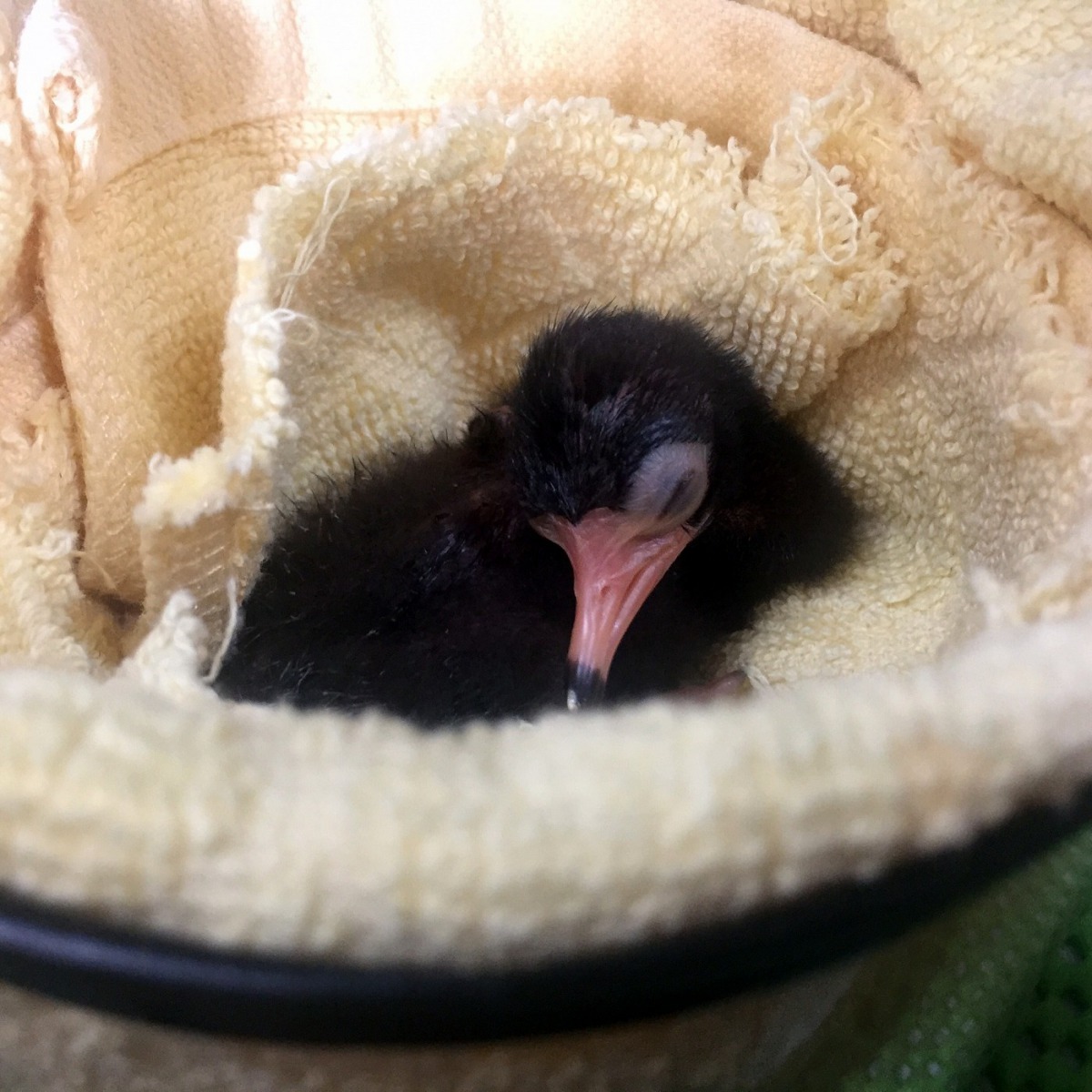 雛鳥飽餐之後挺著圓鼓鼓的小肚子，很快就又沉沉地睡去。台北市立動物園/提供