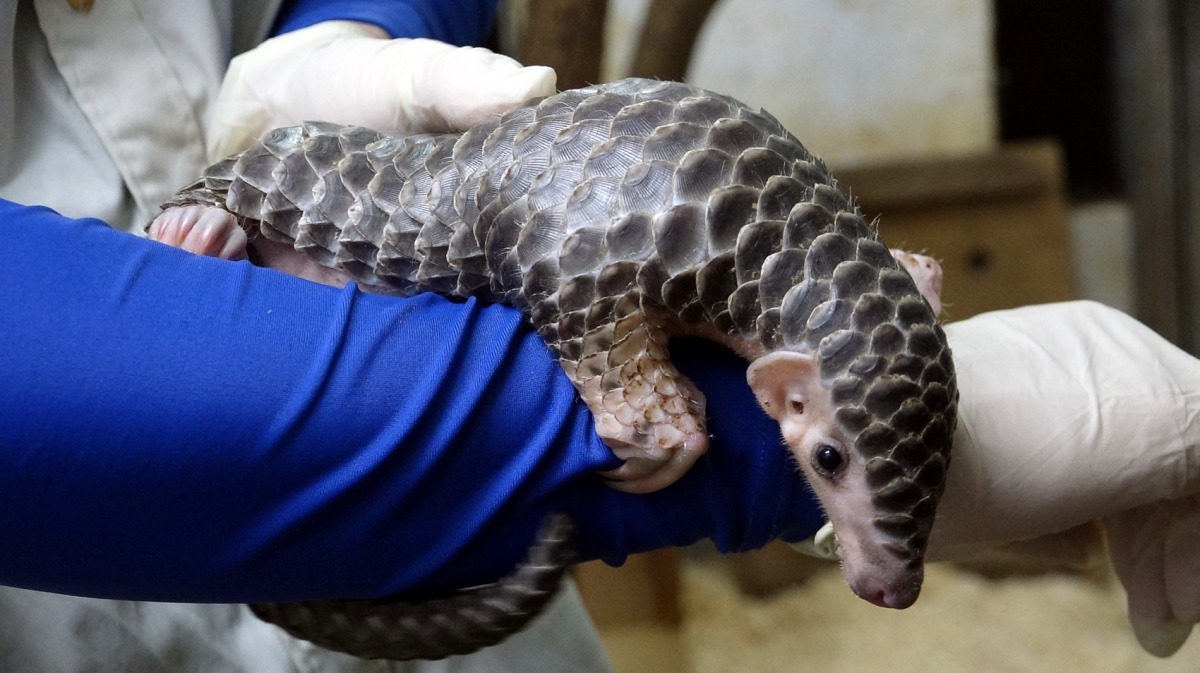 「穿苺」的寶寶「莓果」是漂亮的小女生。台北市立動物園/提供