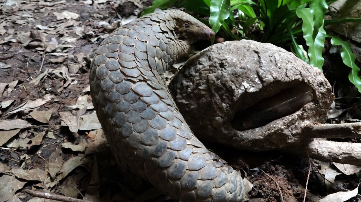 穿山甲爸爸「阿穿」是救傷收容的野生個體。台北市立動物園/提供