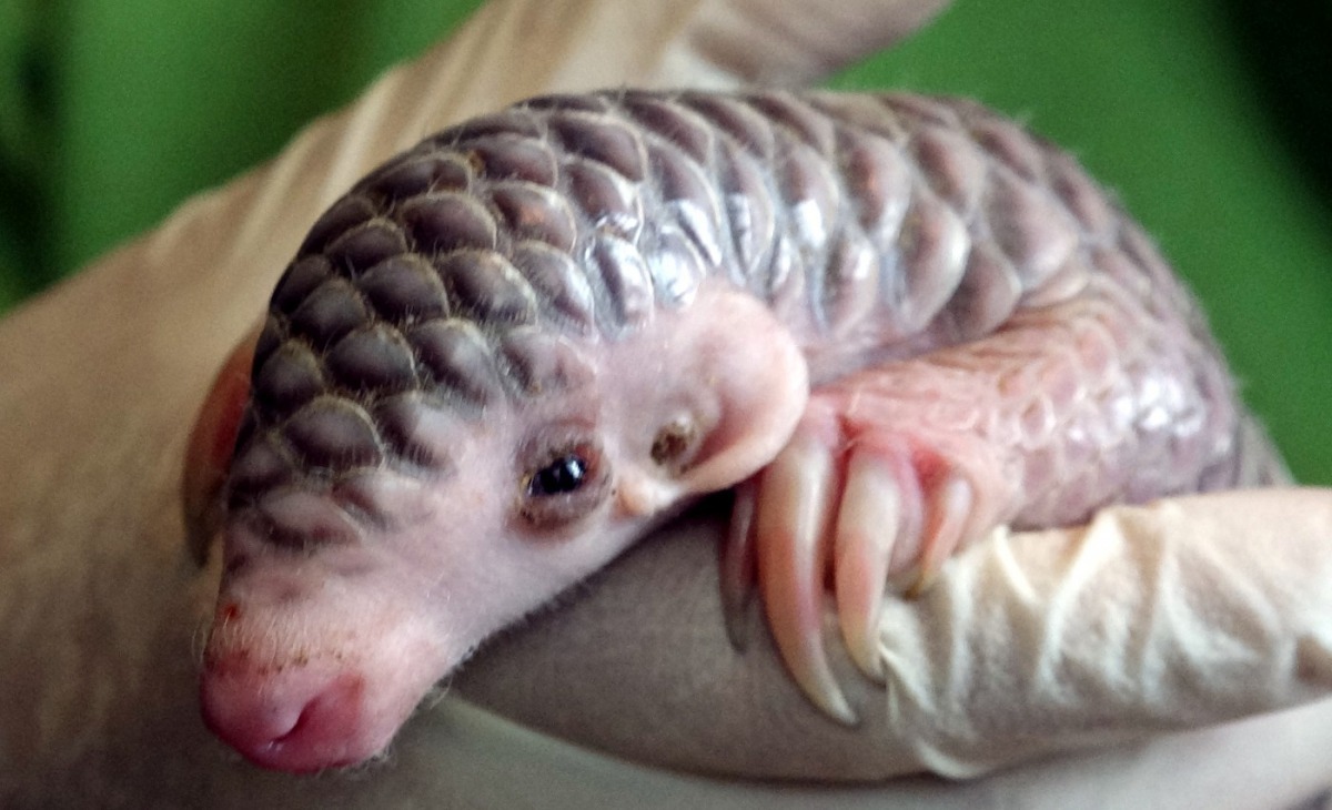 穿山甲寶寶非常的頑皮好動。台北市立動物園/提供