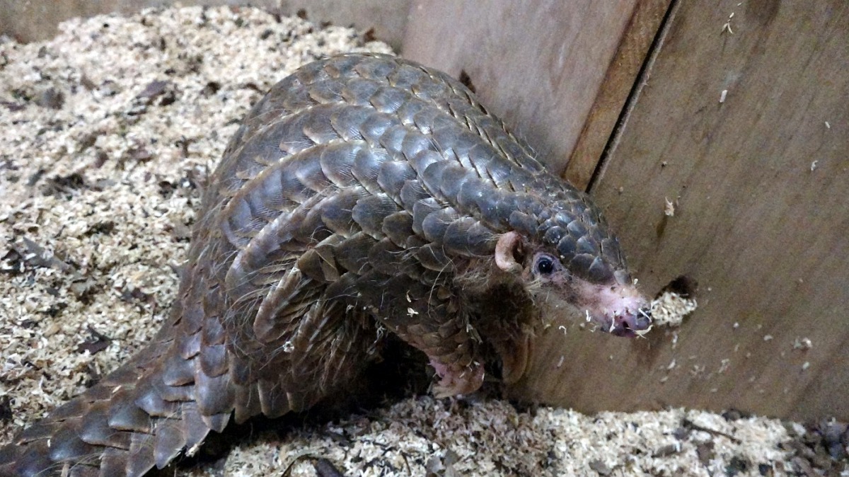 穿山甲媽媽「枇杷膏」育幼經驗豐富。台北市立動物園/提供
