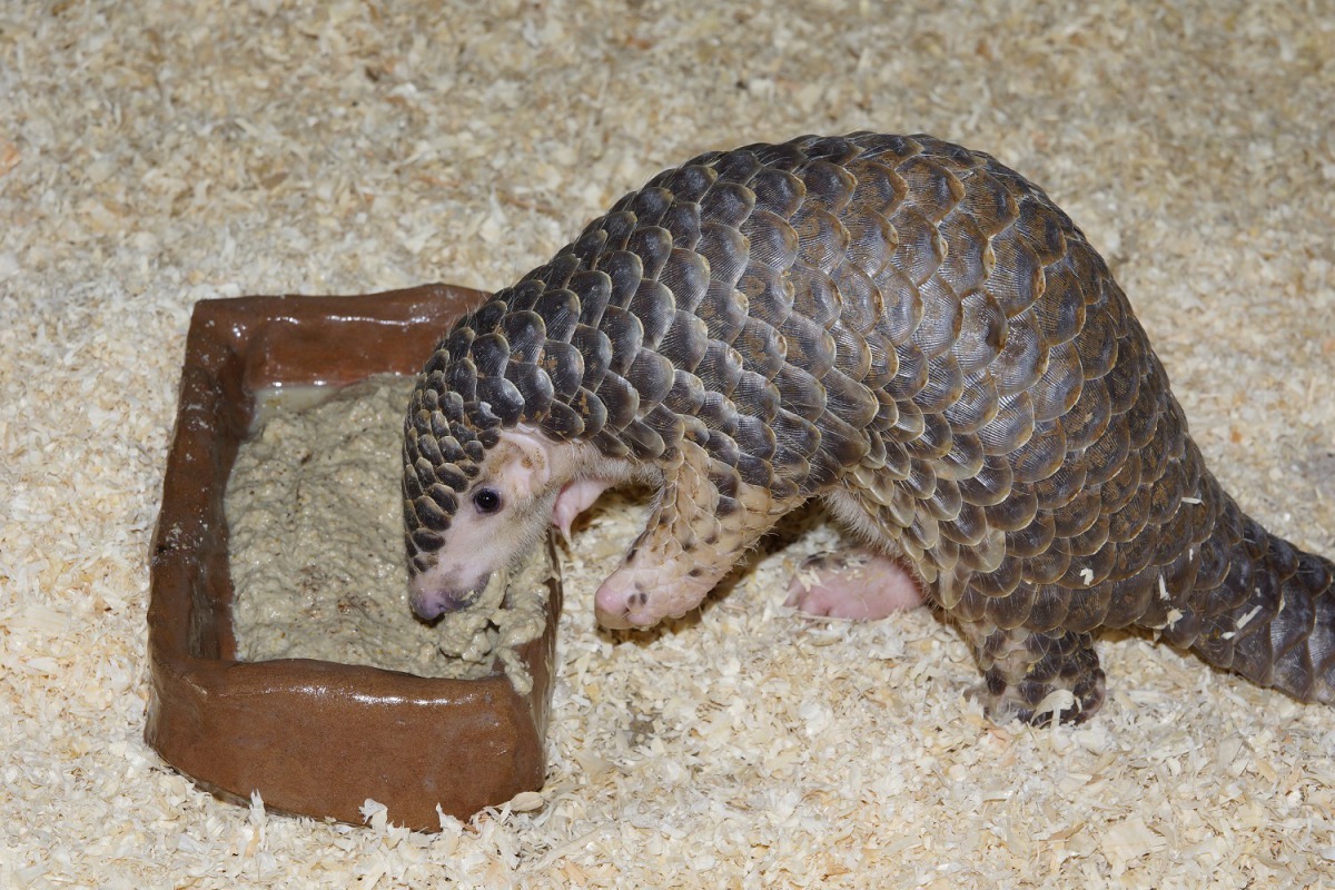 穿山甲食性相當特別,加上經常拒吃人工調配的替代食物,使得過去救傷的穿山甲於人工圈養環境下很難存活。台北市立動物園/提供