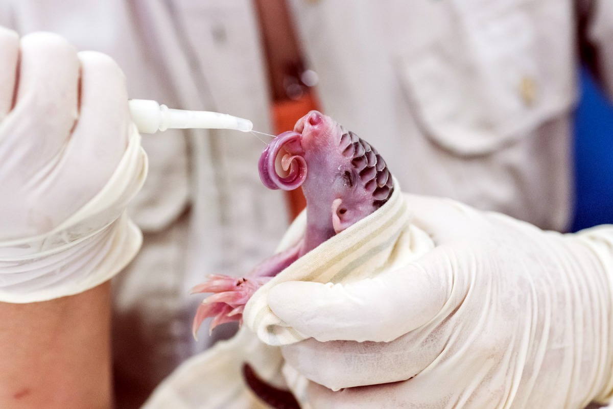 穿山甲擁有長長的舌頭。台北市立動物園/提供