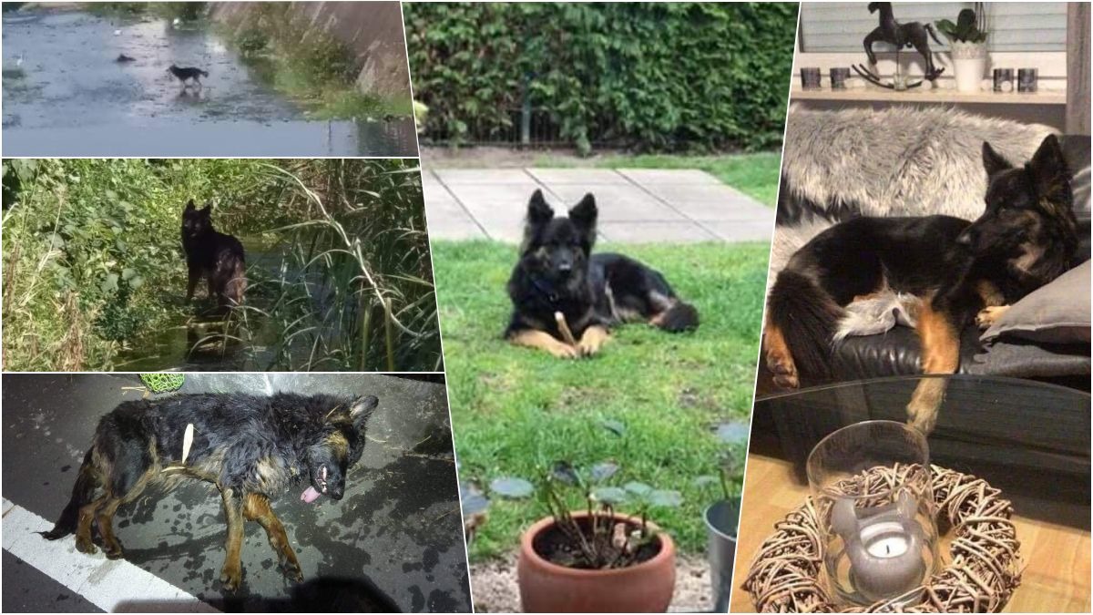 稍有混到狼犬的米克斯Becky，遭人棄養在河道被台灣志工發現（左），來到德國後不止有自己的小花園，還能佔據沙發！   送養志工/提供