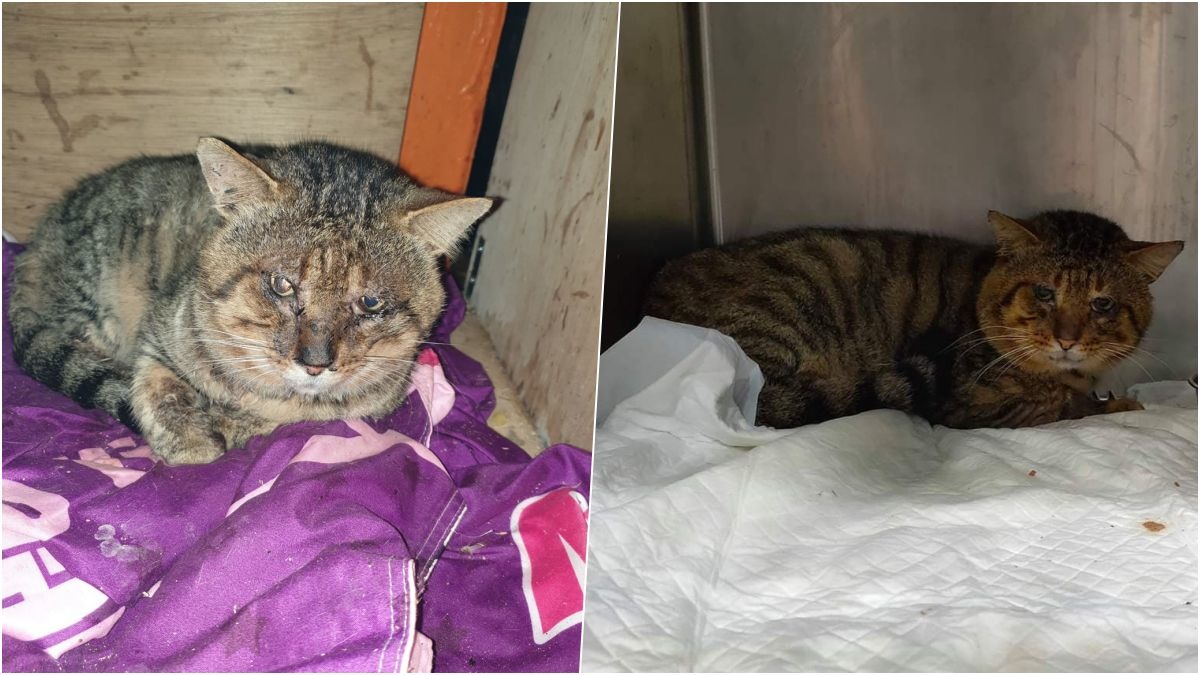 被志工帶出醫療的公貓,左圖攝於石碇貓屋,右圖攝於動物醫院,貓咪未結紮、身上有明顯外傷,並有貓愛滋、血巴東蟲症(又稱貓傳染性貧血)、腎衰竭等狀況。 志工黃先生/提供