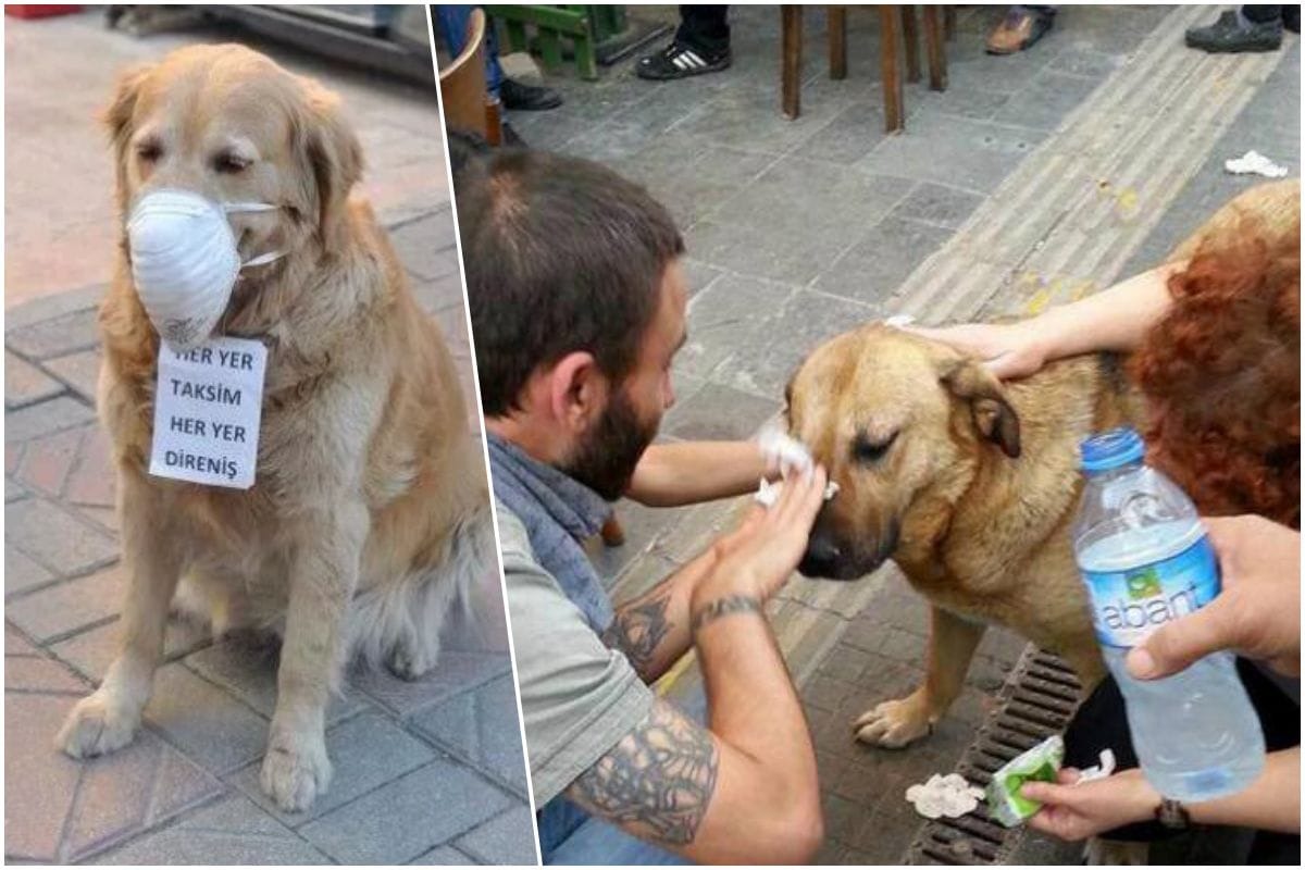 2013年發生於土耳其伊斯坦堡的示威事件,因警方大量使用催淚彈鎮壓,導致眾多動物死亡,被質疑是屠殺動物。期間內,有的飼主替狗戴上口罩,也有好心人替不適的狗清洗眼睛。取自fastcompany.com (左圖)、easyanimal.co.uk(右圖)