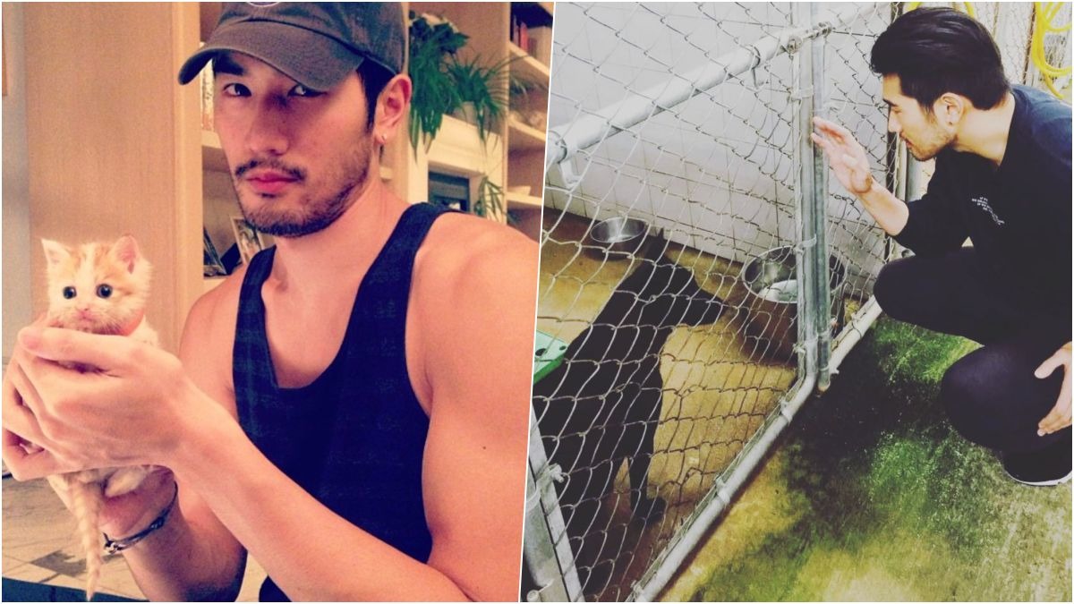 (左)高以翔2014年救援的小流浪貓,(右)2017年拜訪中和動物之家。 Instagram@godfreygao