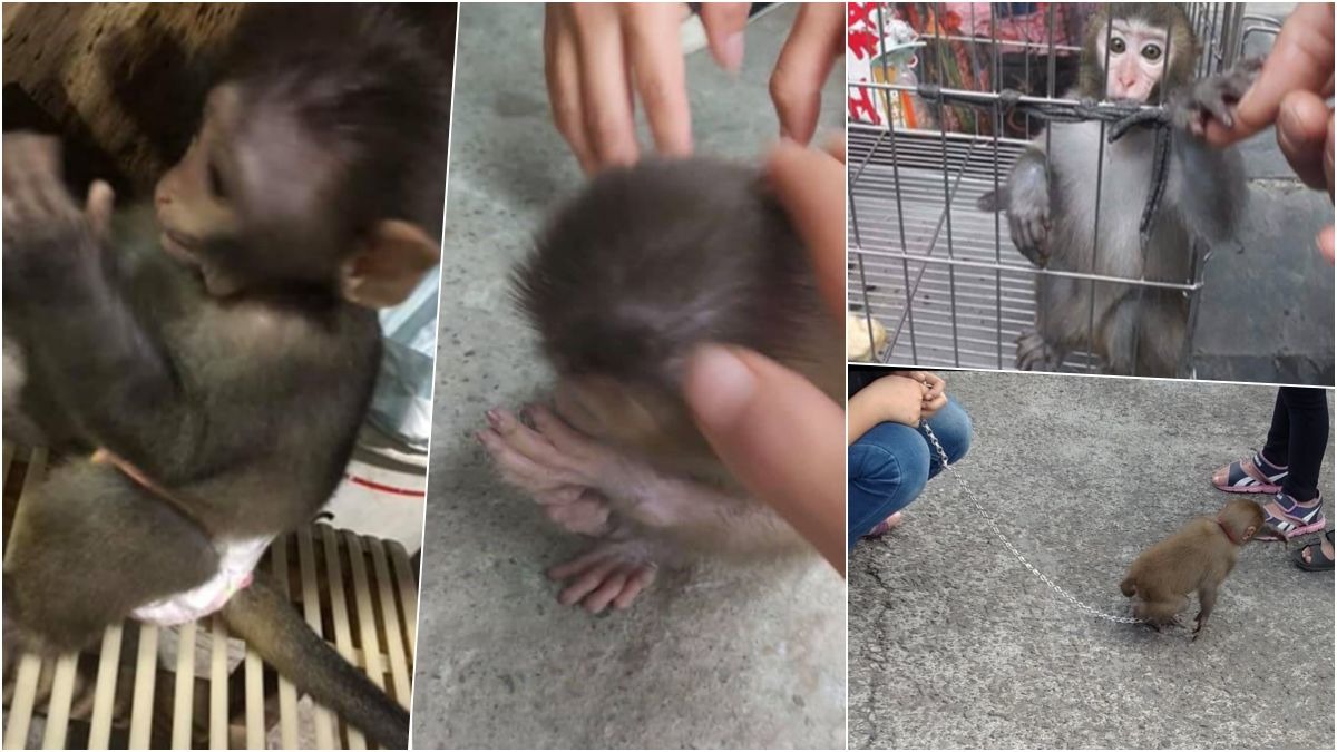 台灣獼猴從保育類除名後,民眾私養的狀況大增。 台灣獼猴共存推廣協會/提供