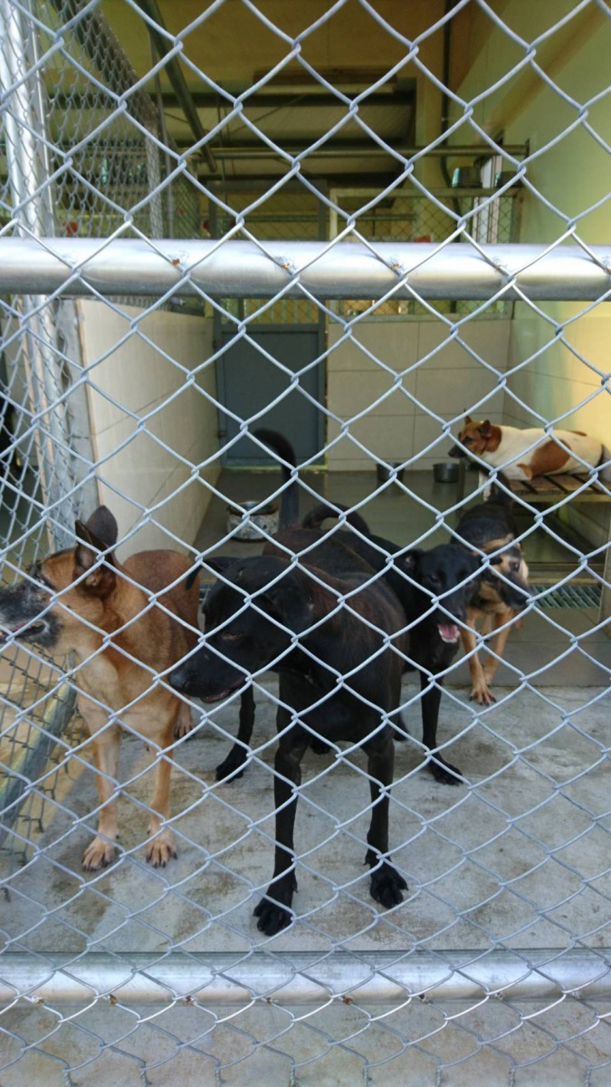 無法有效管控買賣寵物與棄犬問題 收容所管理人員再有心，也無力解決。台中市公立收容所，可愛動物之家 劉威良/攝
