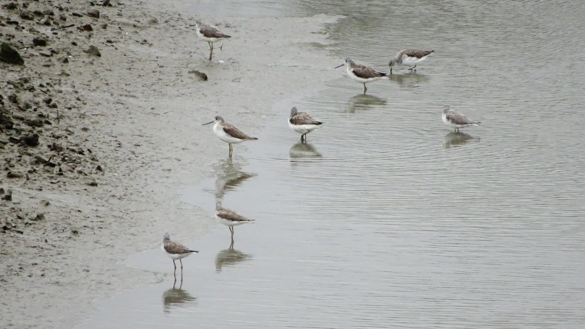 每年的3月至4月社子島濕地適逢北返候鳥達到高峰，圖為青足鷸。北市水利處/提供