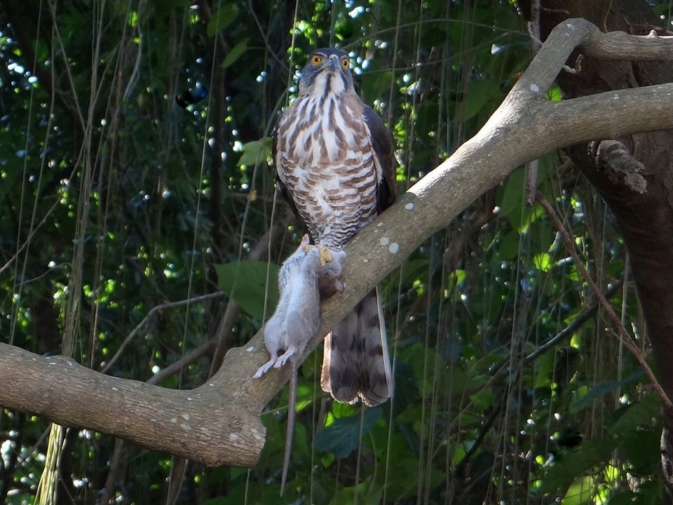 在公園獵食的鳳頭蒼鷹是老鼠的天敵。圖／鄭惠陽提供