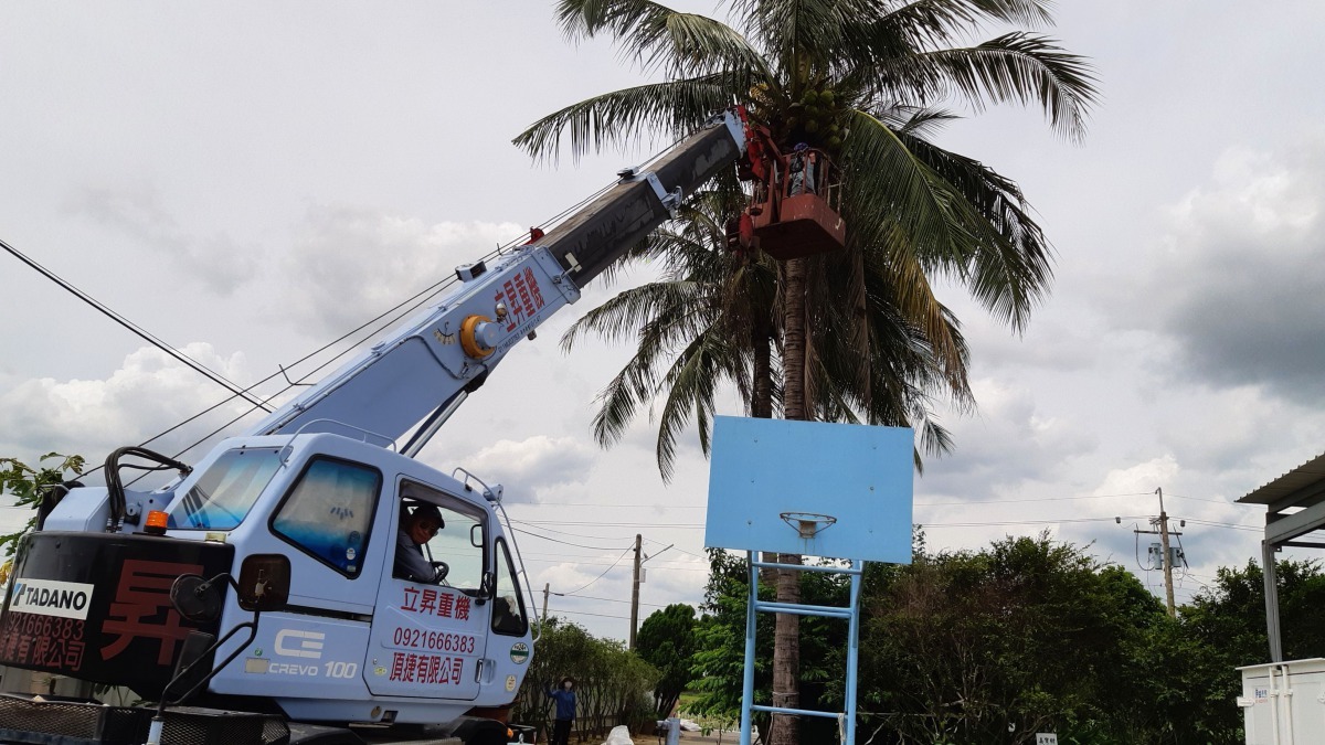 蔡登雲請吊車及專人採摘椰子，以免掉落砸到養在樹下的狗。