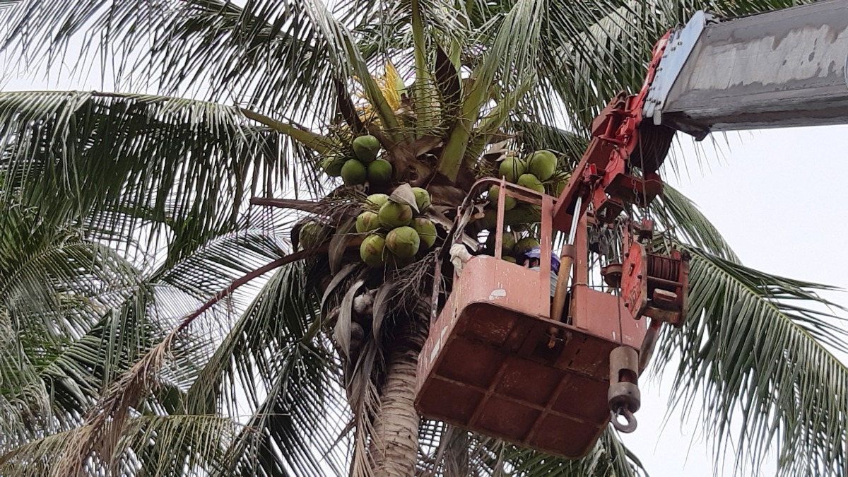 椰子樹很高，人工攀爬採果很危險。高維奇／攝