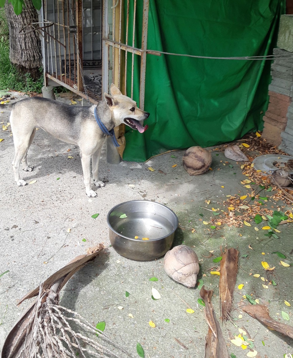 如果狗被掉落的乾椰子砸到，後果不堪設想。高維奇／攝