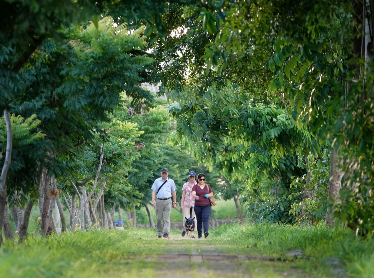 台南鹽水溪永康、新化區河段河堤步道兩邊的植栽已形成綠色隧道。高維奇／攝