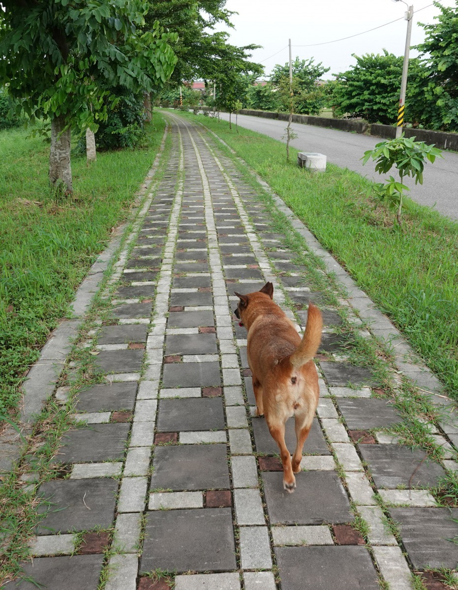 很多飼主在河堤步道遛狗一段時間後社會化後，會嘗試解開繫繩。高維奇／攝