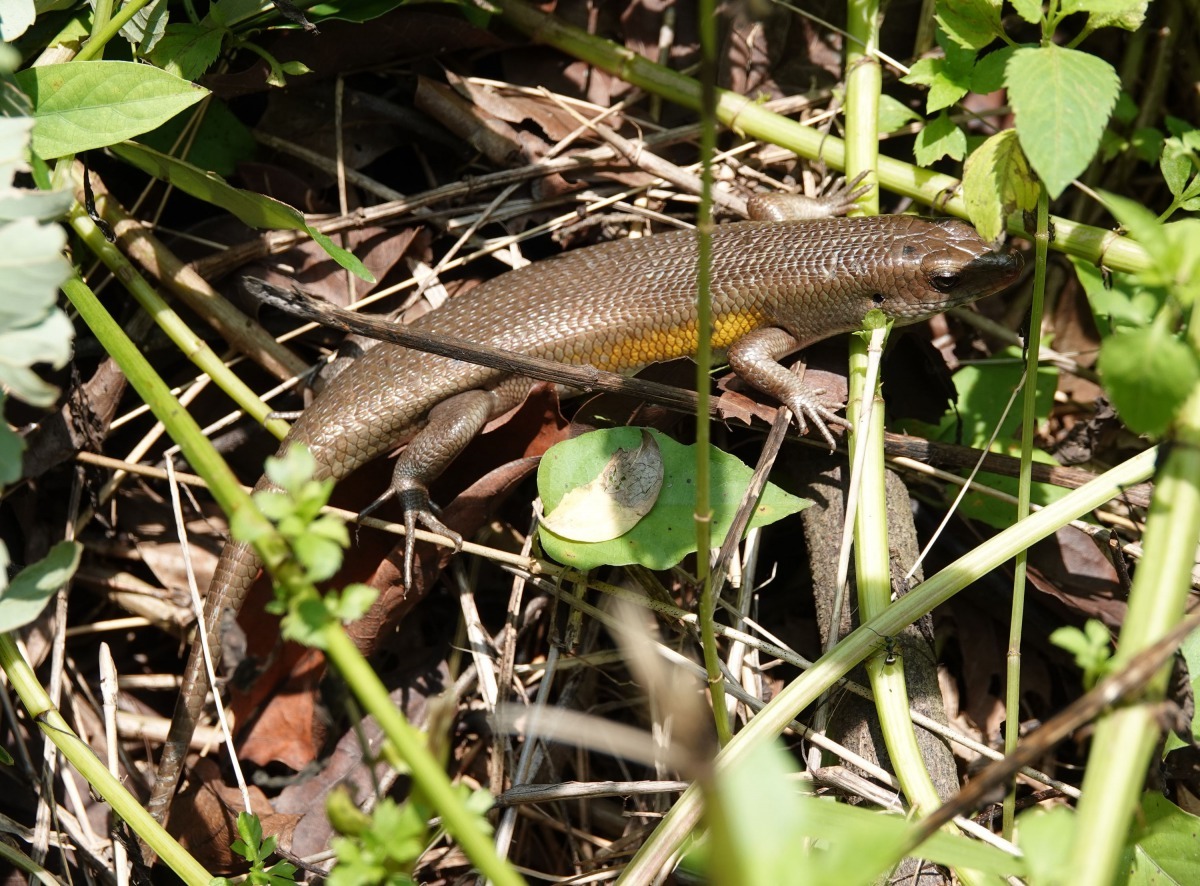 河堤走道邊的草叢常有爬蟲類出現。高維奇／攝